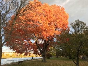 Beautiful fall tree by the river in Exeter