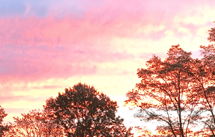 pink sky with trees