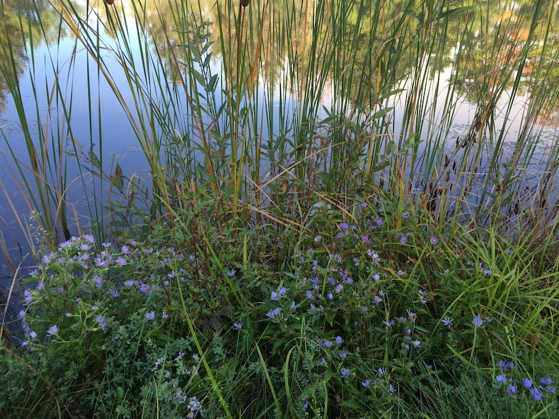 purple flowers by the pond